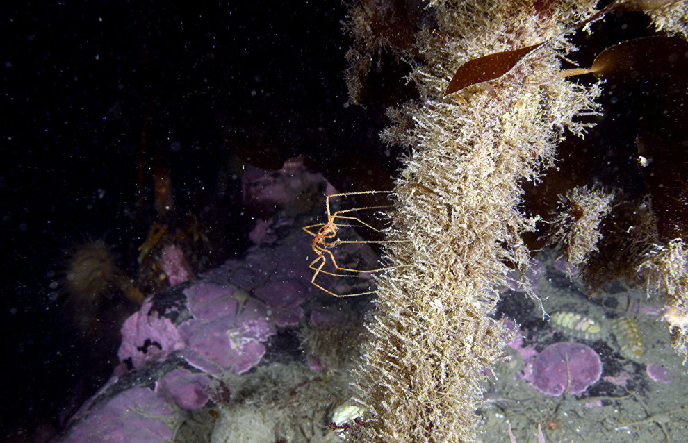 Underwater world of the Arctic