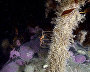 Underwater world of the Arctic