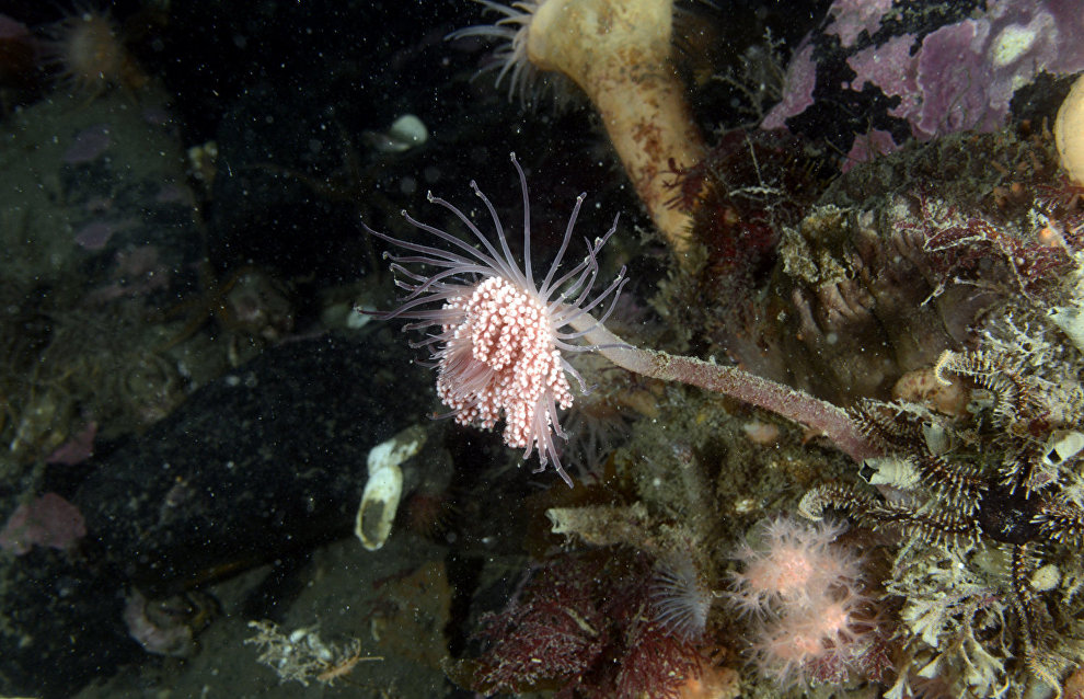 Underwater world of the Arctic