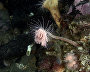 Underwater world of the Arctic
