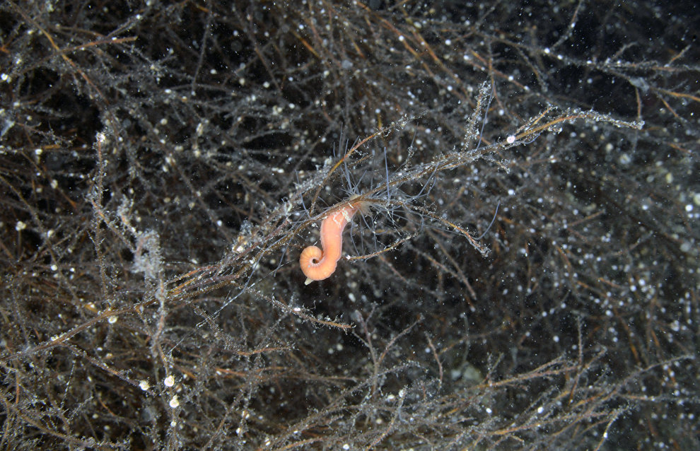 Underwater world of the Arctic