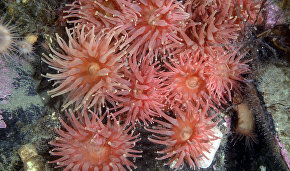 Underwater world of the Arctic