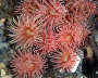 Underwater world of the Arctic