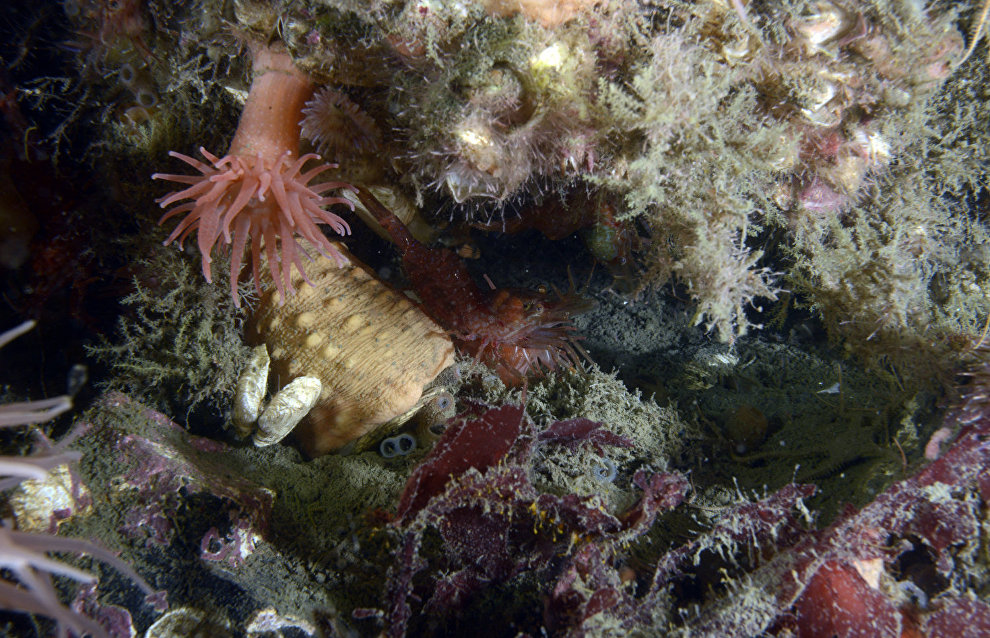 Underwater world of the Arctic