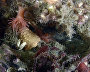 Underwater world of the Arctic