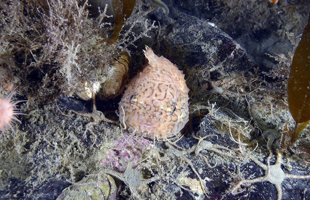 Underwater world of the Arctic
