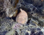 Underwater world of the Arctic