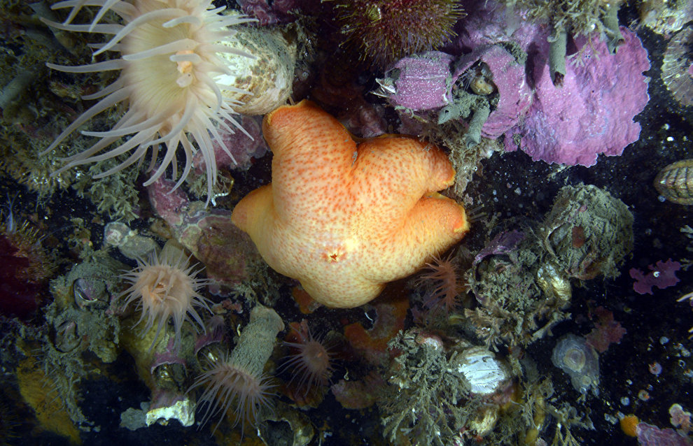 Underwater world of the Arctic
