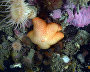 Underwater world of the Arctic