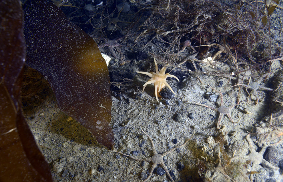 Underwater world of the Arctic