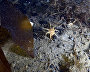 Underwater world of the Arctic