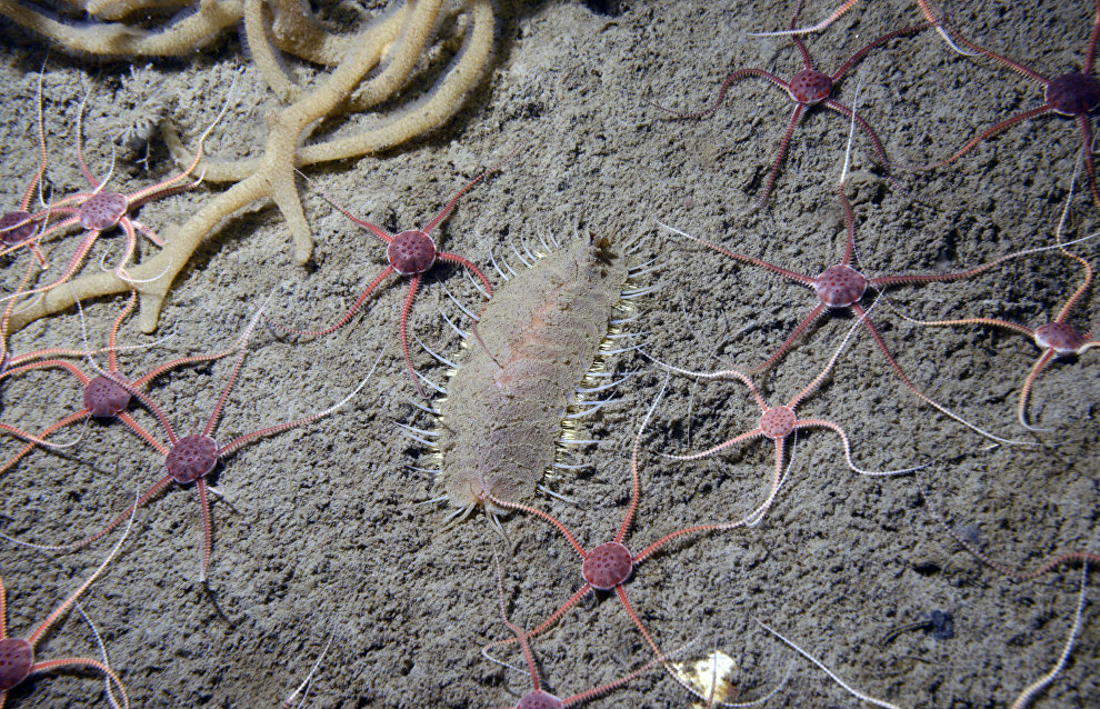 Underwater world of the Arctic
