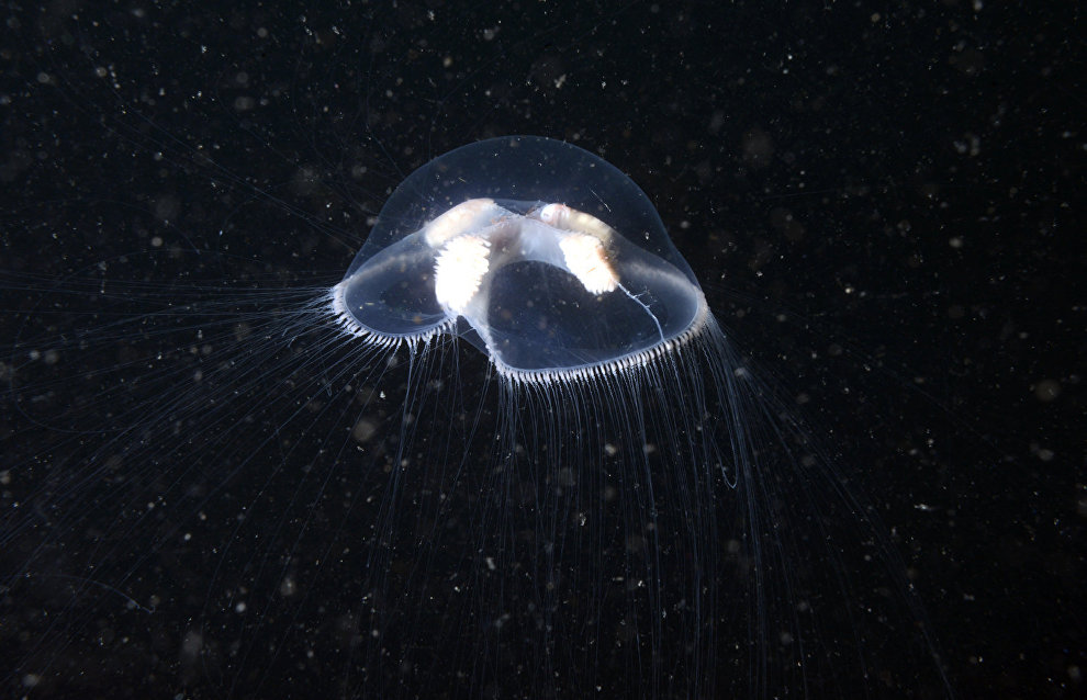 Underwater world of the Arctic