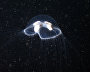 Underwater world of the Arctic
