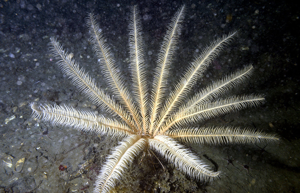 Underwater world of the Arctic