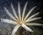 Underwater world of the Arctic