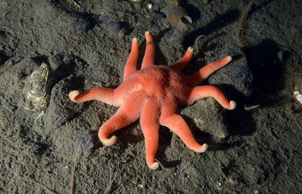 Underwater world of the Arctic