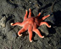 Underwater world of the Arctic