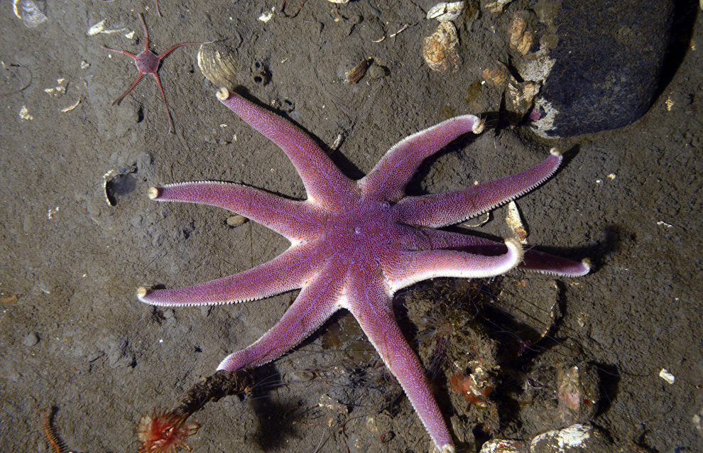 Underwater world of the Arctic