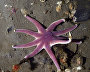 Underwater world of the Arctic