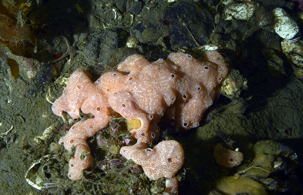 Underwater world of the Arctic