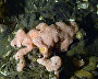 Underwater world of the Arctic