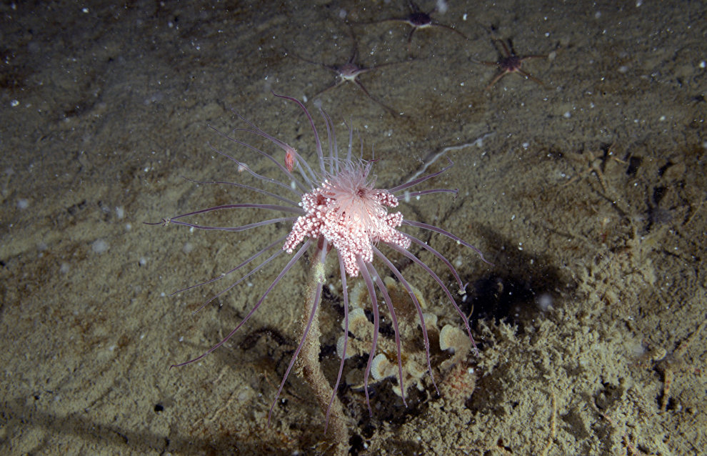Underwater world of the Arctic