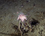 Underwater world of the Arctic