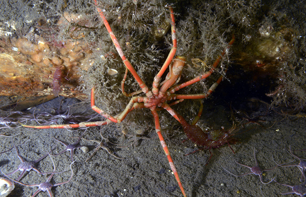 Underwater world of the Arctic