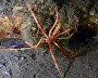 Underwater world of the Arctic