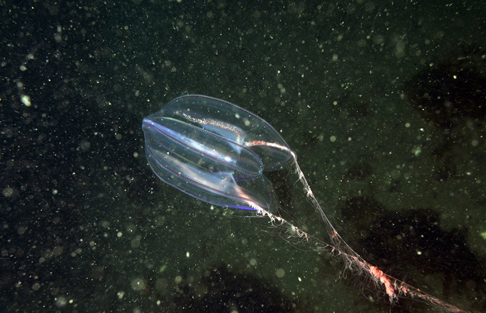 Underwater world of the Arctic