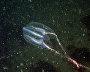 Underwater world of the Arctic