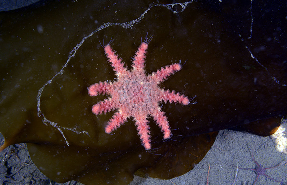 Underwater world of the Arctic