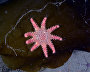Underwater world of the Arctic