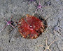 Underwater world of the Arctic