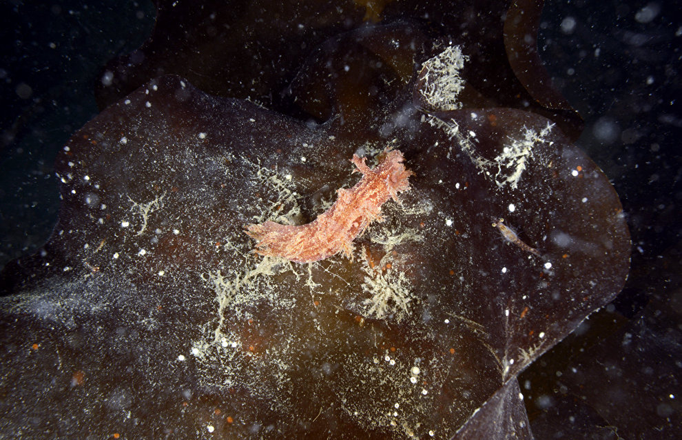 Underwater world of the Arctic