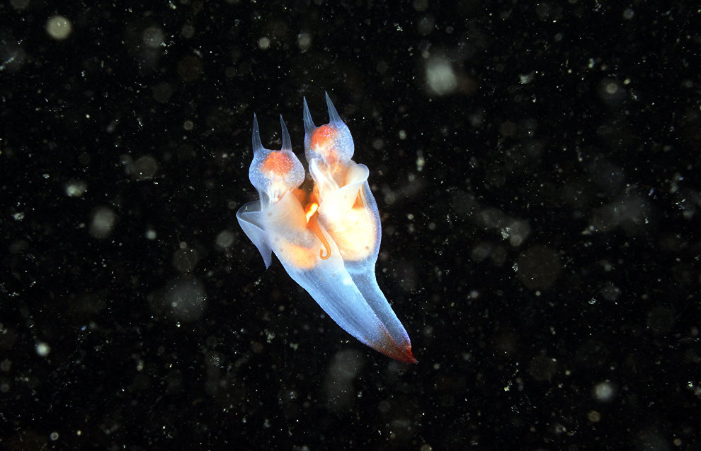 Underwater world of the Arctic