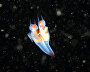 Underwater world of the Arctic