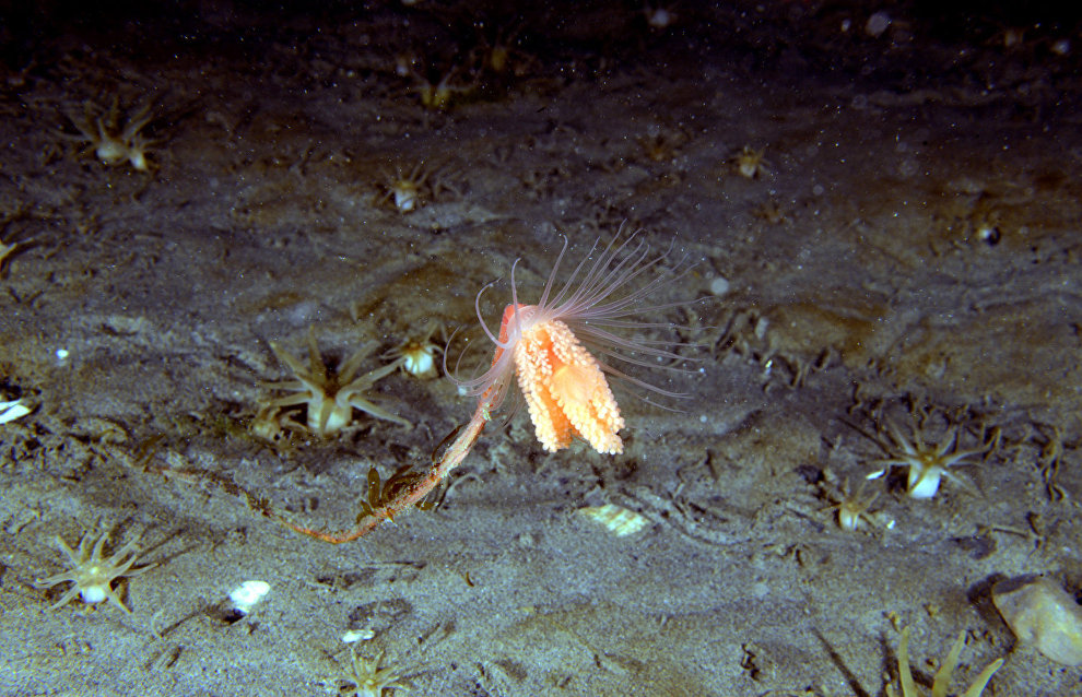 Underwater world of the Arctic