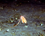 Underwater world of the Arctic
