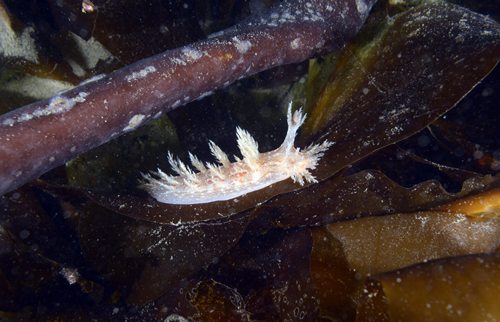 Underwater world of the Arctic