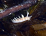Underwater world of the Arctic