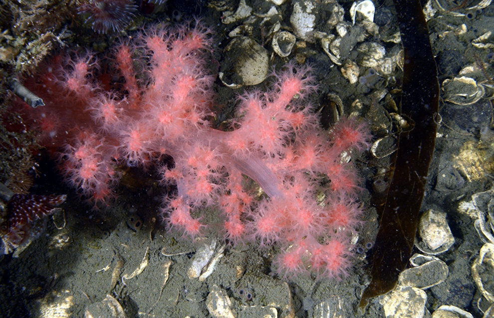 Underwater world of the Arctic