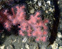 Underwater world of the Arctic