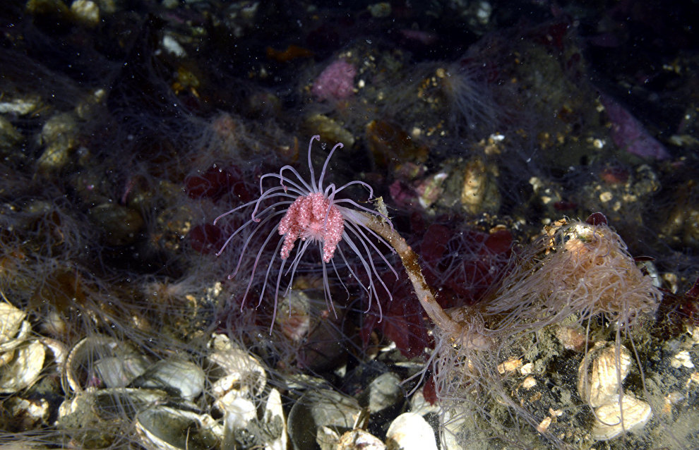 Underwater world of the Arctic