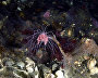 Underwater world of the Arctic