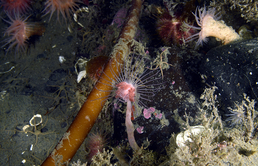 Underwater world of the Arctic