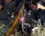 Underwater world of the Arctic