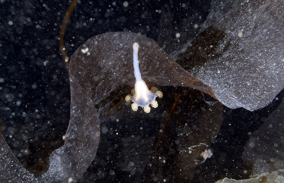 Underwater world of the Arctic