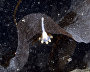 Underwater world of the Arctic